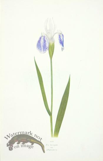 Dykes Iris 24